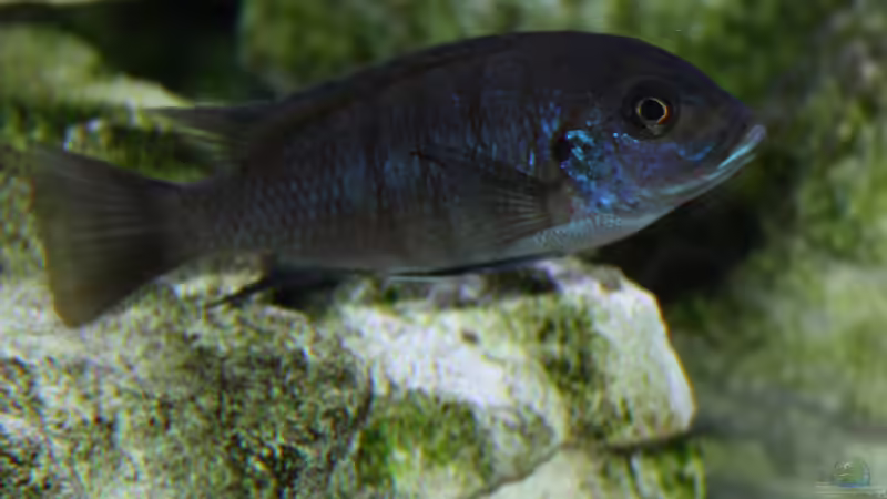 Besatz im Aquarium Mbunas Traum von Dirkan (28)