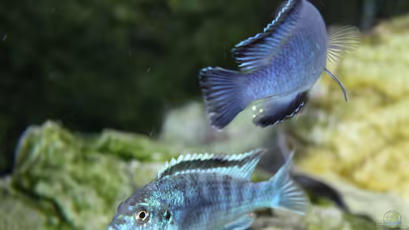 Besatz im Aquarium Mbunas Traum von Dirkan (29)