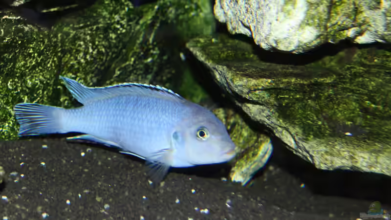 Besatz im Aquarium Mbunas Traum von Dirkan (31)