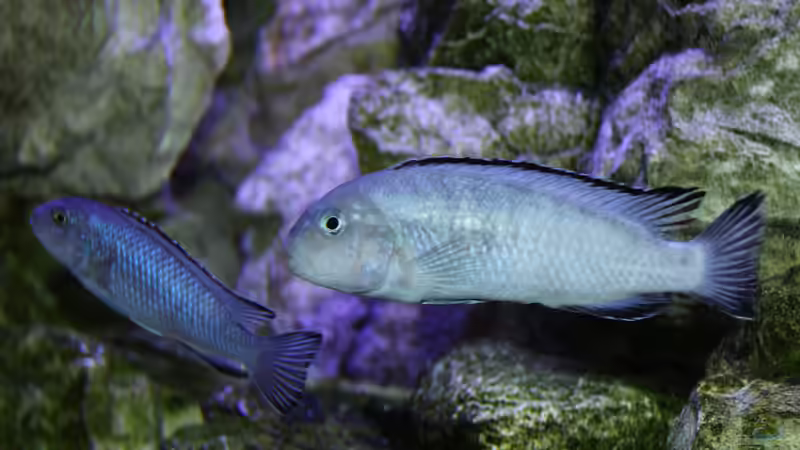 Besatz im Aquarium Mbunas Traum von Dirkan (32)