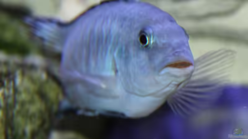 Besatz im Aquarium Mbunas Traum von Dirkan (34)