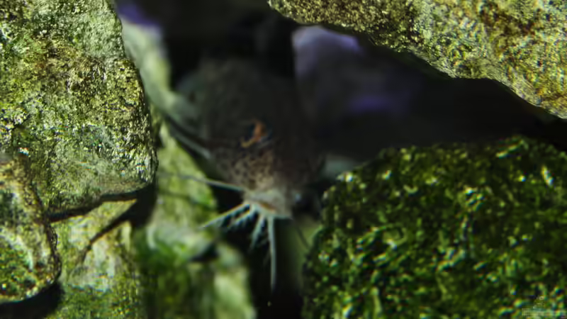 Besatz im Aquarium Mbunas Traum von Dirkan (36)