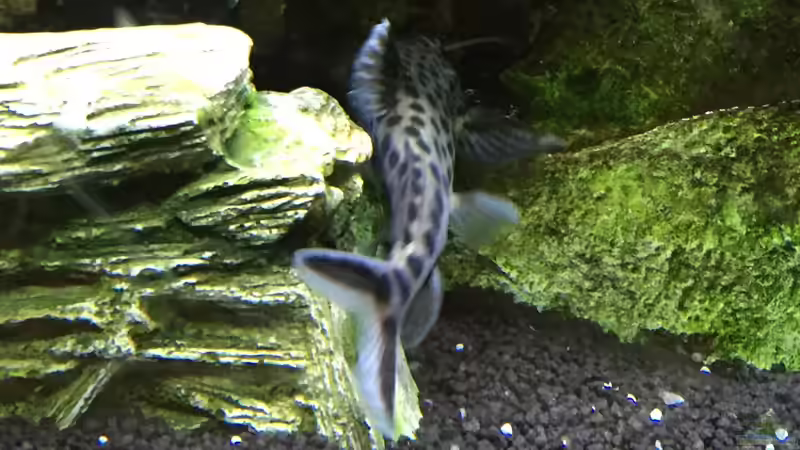 Besatz im Aquarium Mbunas Traum von Dirkan (37)