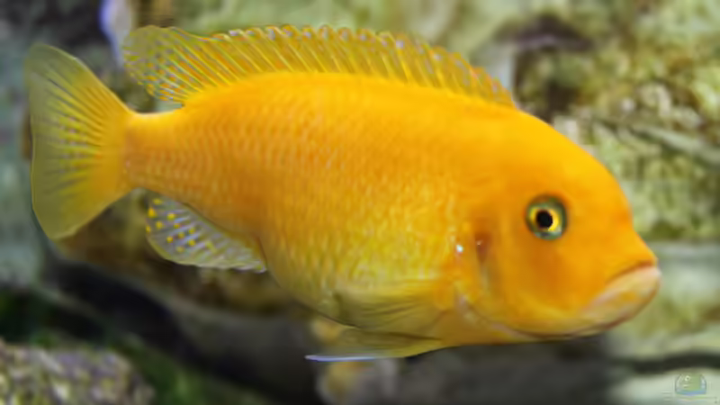 Besatz im Aquarium Mbunas Traum von Dirkan (38)