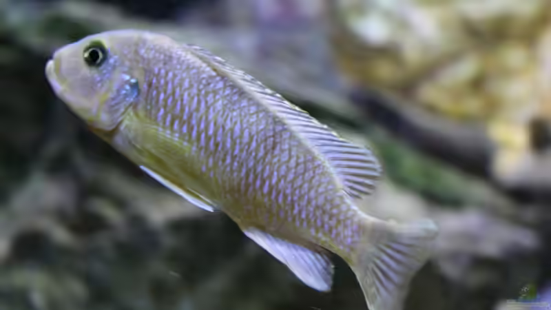 Besatz im Aquarium Mbunas Traum von Dirkan (39)