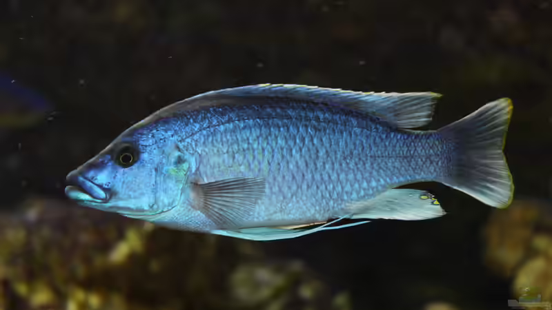 Besatz im Aquarium Mbunas Traum von Dirkan (40)