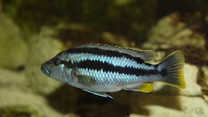 Besatz im Aquarium Mbunas Traum von Dirkan (41)