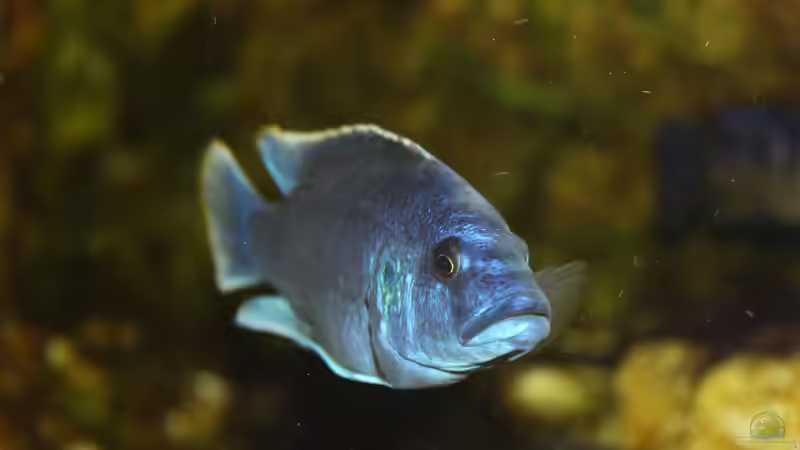 Besatz im Aquarium Mbunas Traum von Dirkan (42)