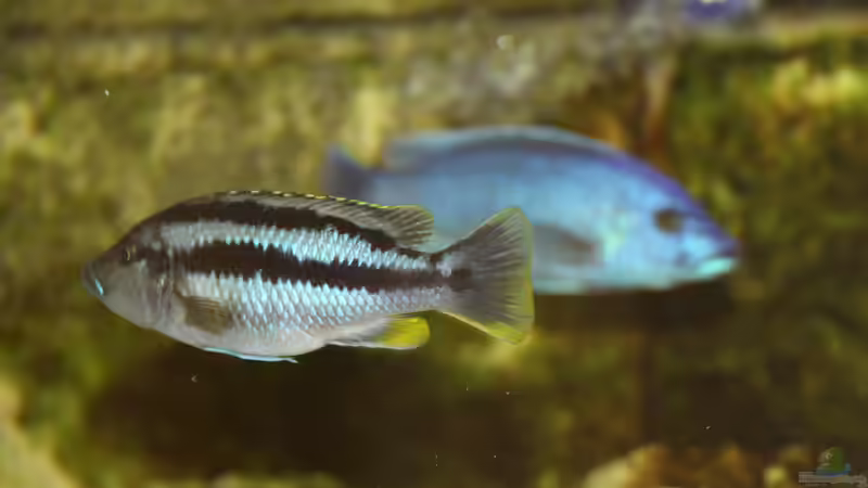 Besatz im Aquarium Mbunas Traum von Dirkan (43)