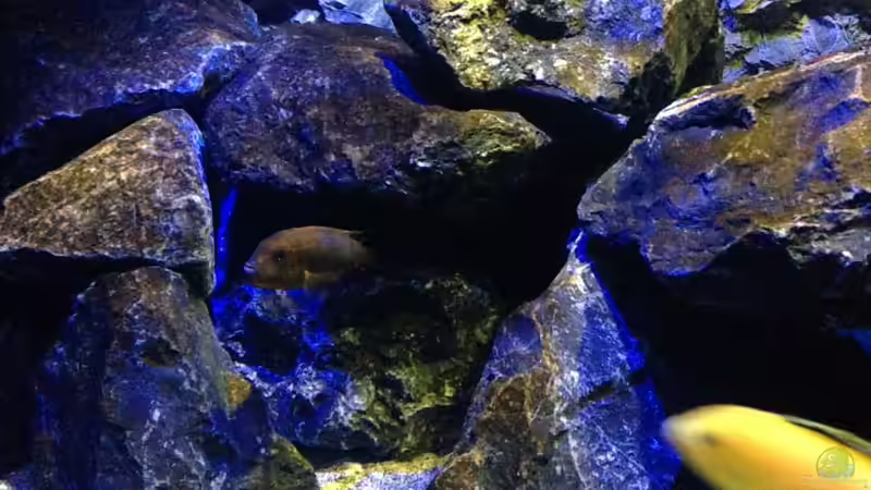 Besatz im Aquarium Mbunas World von Chimme (47)