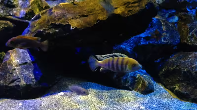Besatz im Aquarium Mbunas World von Chimme (48)