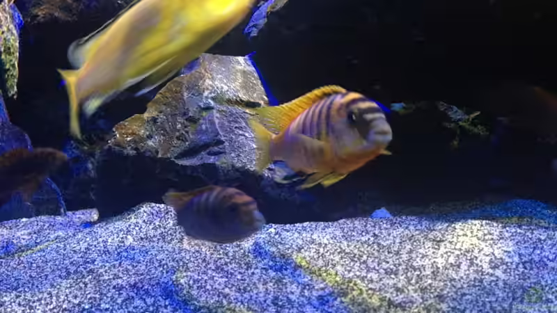 Besatz im Aquarium Mbunas World von Chimme (49)