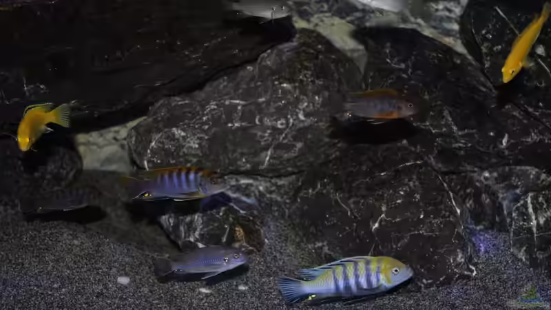 Besatz im Aquarium Mbunas World von Chimme (50)