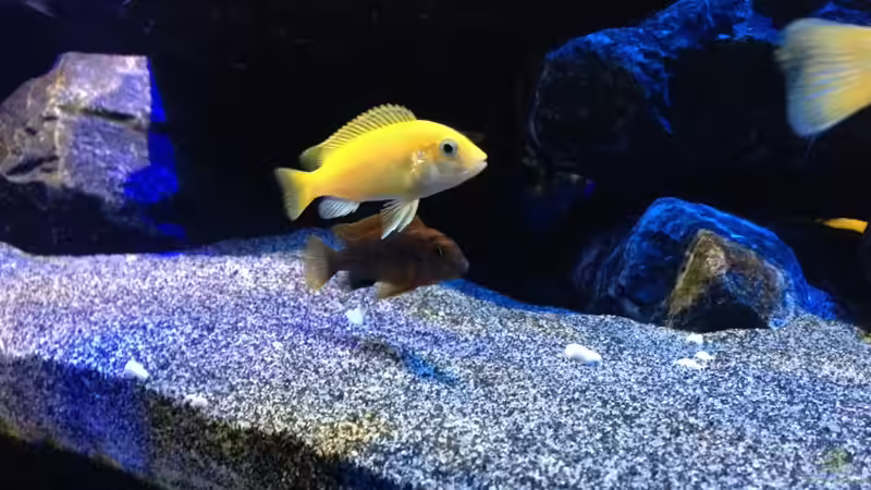 Besatz im Aquarium Mbunas World von Chimme (51)