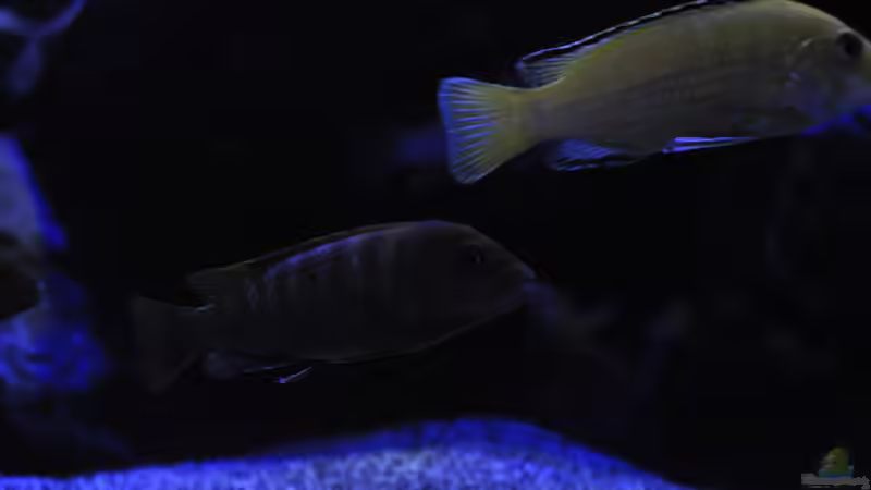 Besatz im Aquarium Mbunas World von Chimme (58)