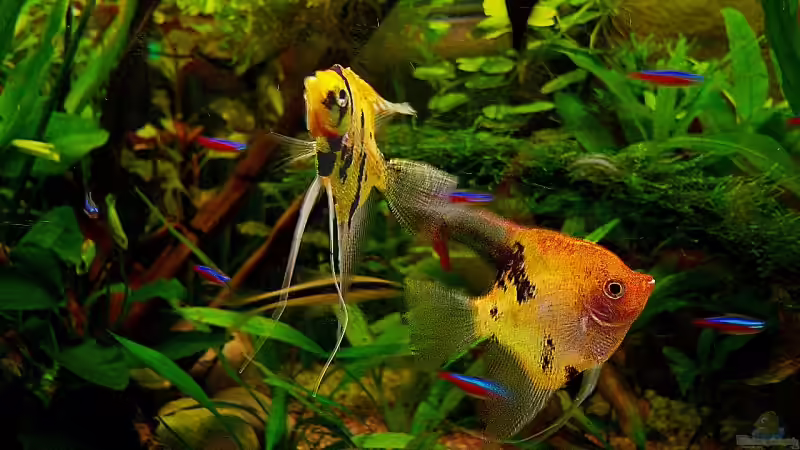 Besatz im Aquarium Mco`s Aquarium von Mco77 (17)