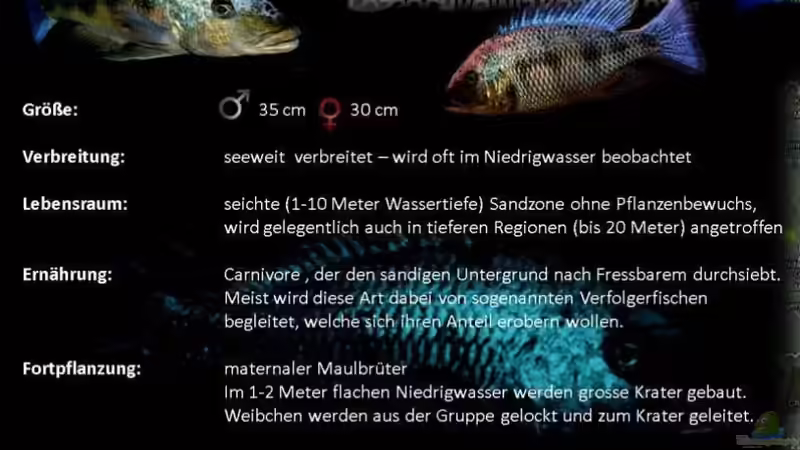 Besatz im Aquarium Mdima mchenga von TheToxicAvenger (28)