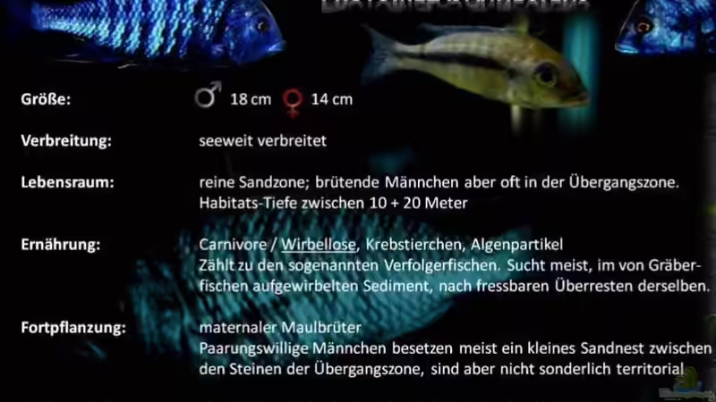 Besatz im Aquarium Mdima mchenga von TheToxicAvenger (31)