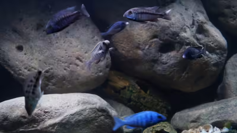 Besatz im Aquarium Mdima mchenga von TheToxicAvenger (34)