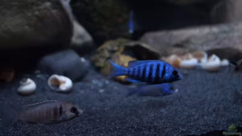 Besatz im Aquarium Mdima mchenga von TheToxicAvenger (35)