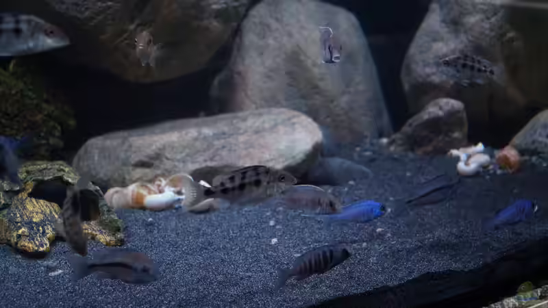 Besatz im Aquarium Mdima mchenga von TheToxicAvenger (37)