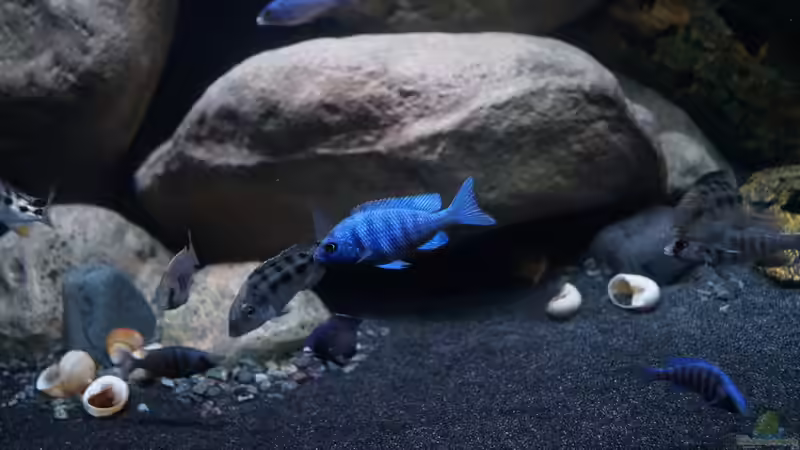 Besatz im Aquarium Mdima mchenga von TheToxicAvenger (41)