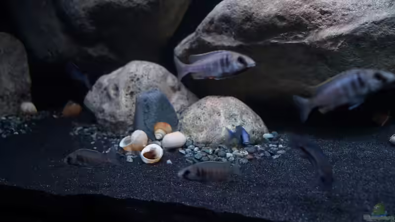 Besatz im Aquarium Mdima mchenga von TheToxicAvenger (42)