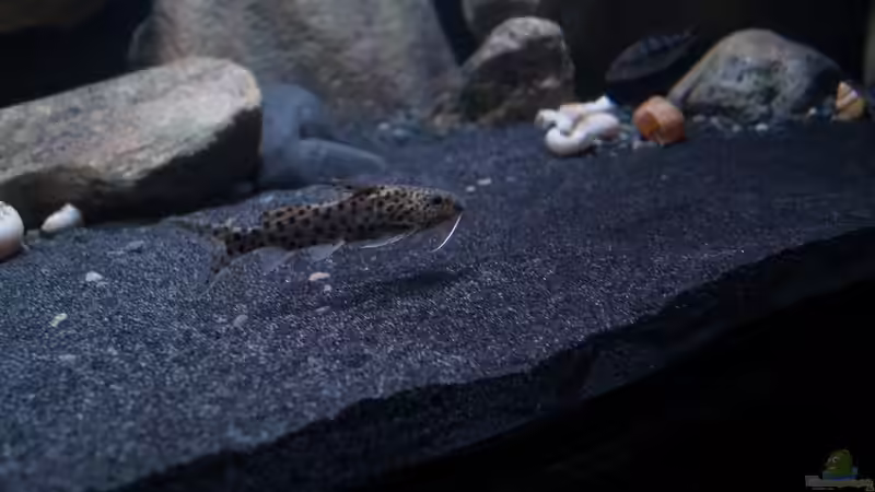 Besatz im Aquarium Mdima mchenga von TheToxicAvenger (43)