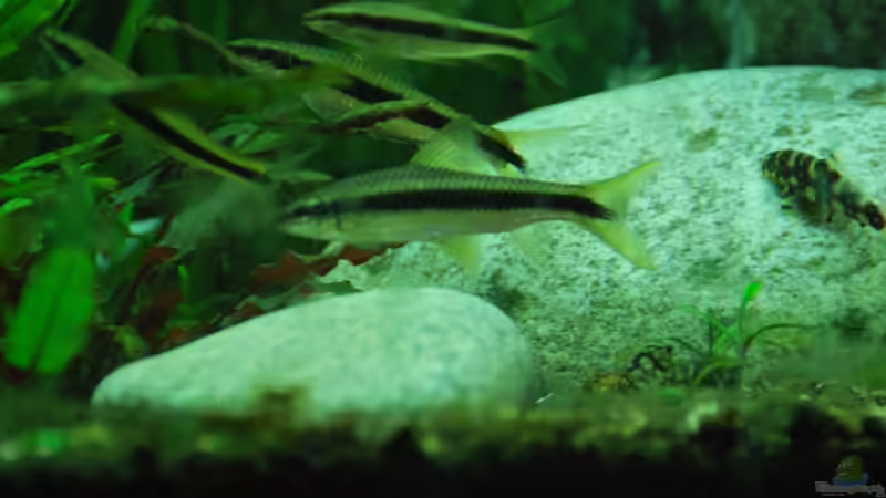 Besatz im Aquarium Me equivocaria otra vez II von lomarraco (22)