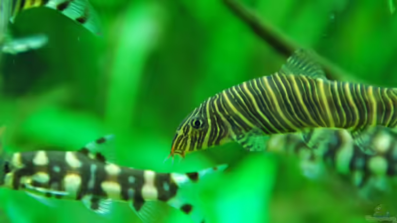 Besatz im Aquarium Me equivocaria otra vez II von lomarraco (23)