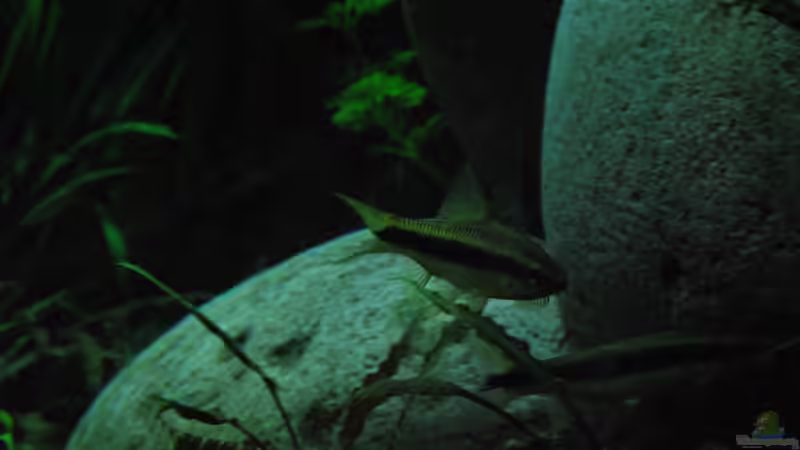 Besatz im Aquarium Me equivocaria otra vez II von lomarraco (24)