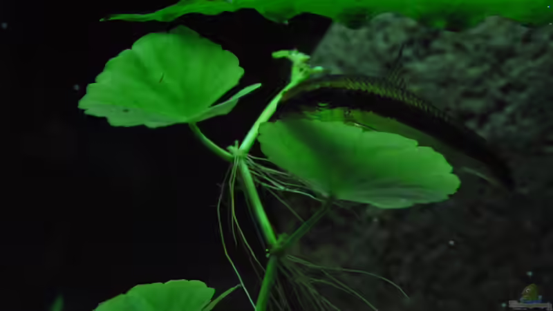 Besatz im Aquarium Me equivocaria otra vez II von lomarraco (26)