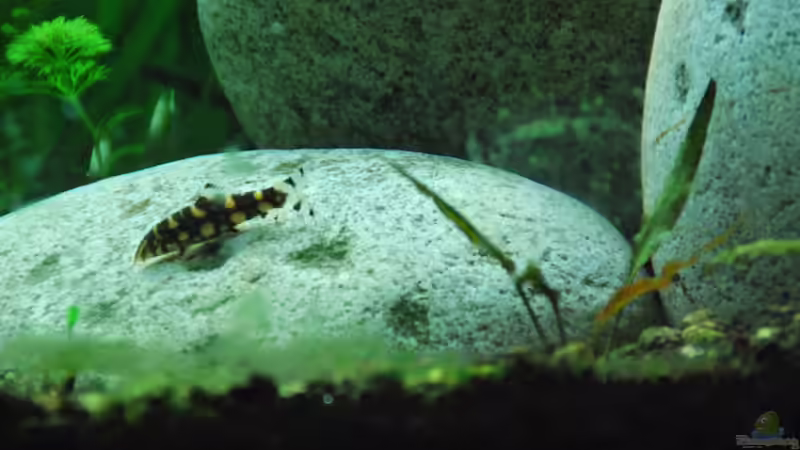 Besatz im Aquarium Me equivocaria otra vez II von lomarraco (27)