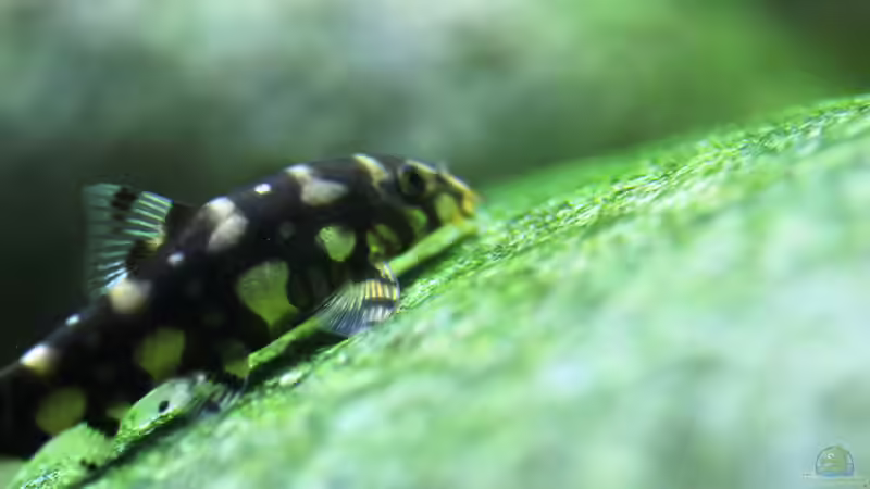 Besatz im Aquarium Me equivocaria otra vez II von lomarraco (29)