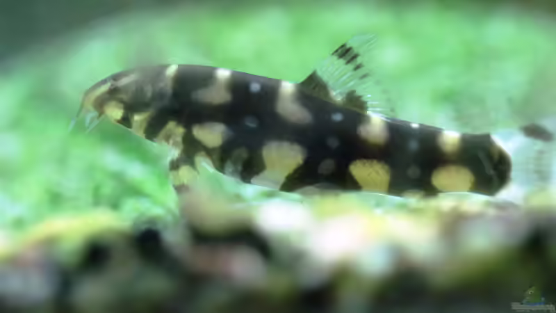 Besatz im Aquarium Me equivocaria otra vez II von lomarraco (30)