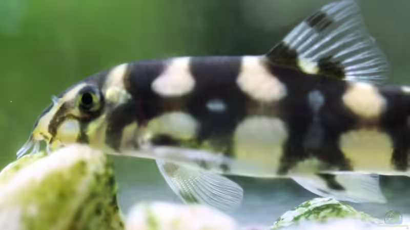 Besatz im Aquarium Me equivocaria otra vez II von lomarraco (31)