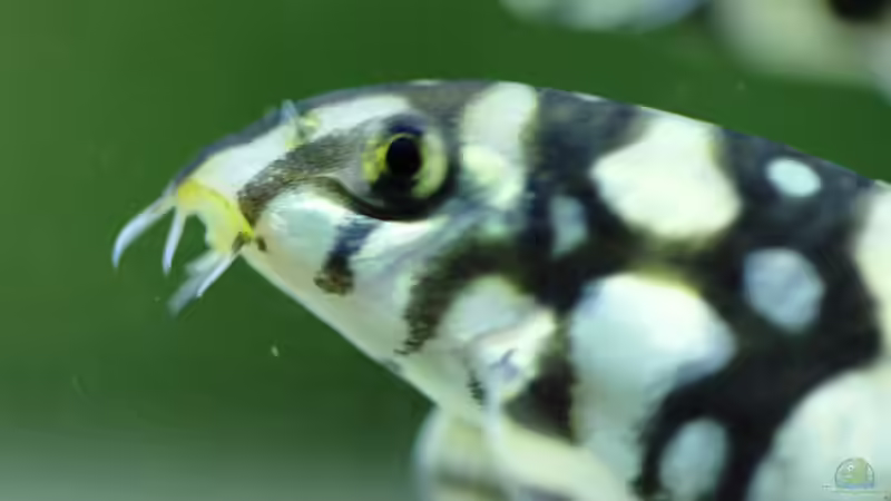 Besatz im Aquarium Me equivocaria otra vez II von lomarraco (32)