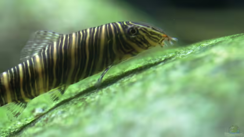 Besatz im Aquarium Me equivocaria otra vez II von lomarraco (33)