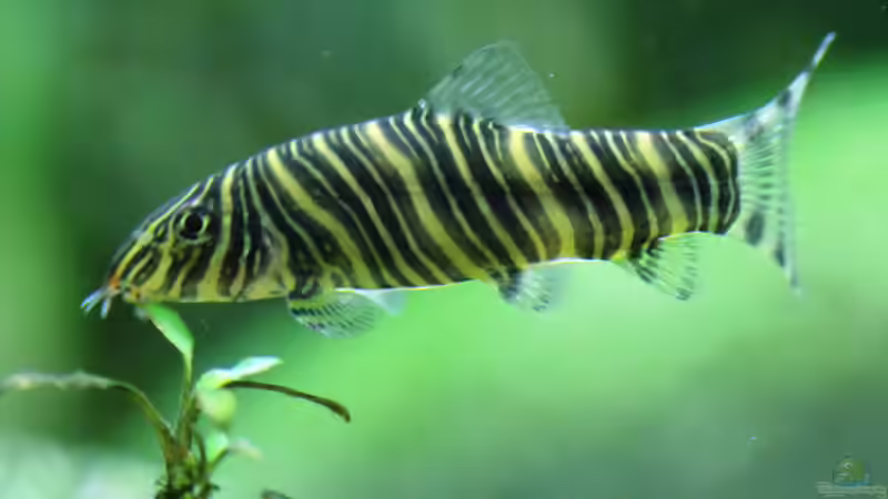 Besatz im Aquarium Me equivocaria otra vez II von lomarraco (34)