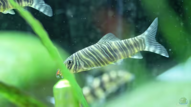 Besatz im Aquarium Me equivocaria otra vez II von lomarraco (35)