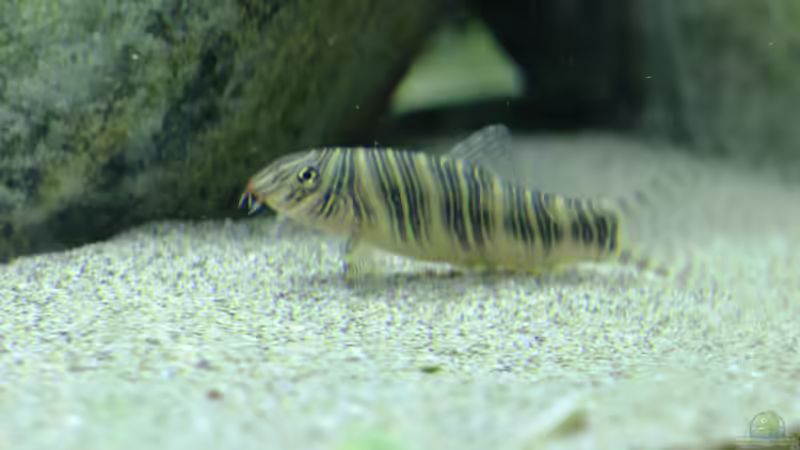 Besatz im Aquarium Me equivocaria otra vez II von lomarraco (36)