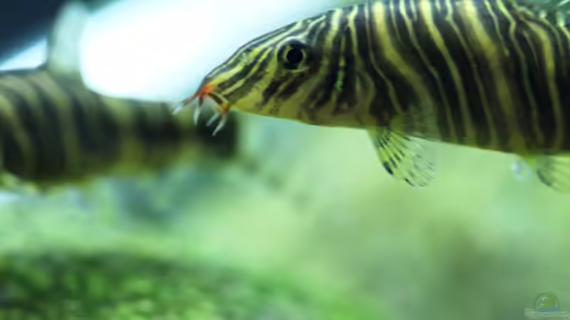 Besatz im Aquarium Me equivocaria otra vez II von lomarraco (37)