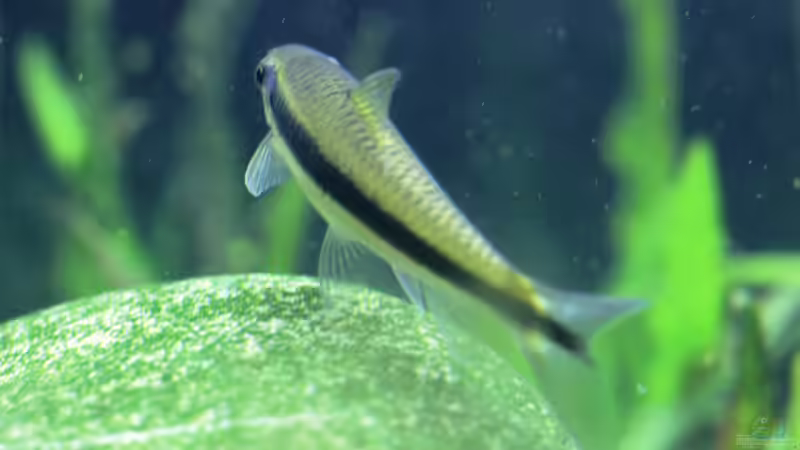 Besatz im Aquarium Me equivocaria otra vez II von lomarraco (39)