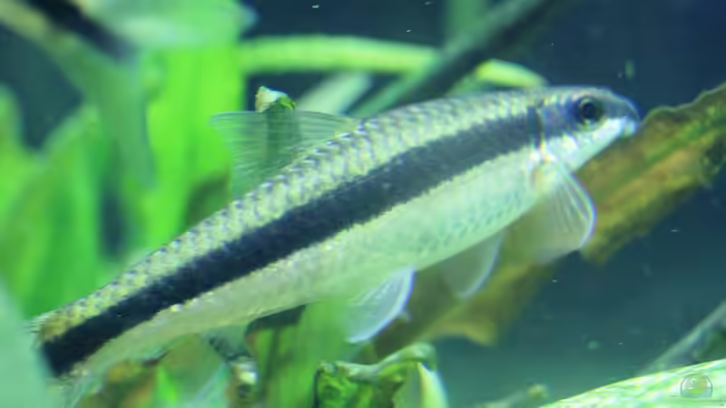 Besatz im Aquarium Me equivocaria otra vez II von lomarraco (40)