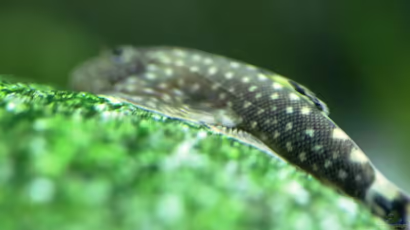 Besatz im Aquarium Me equivocaria otra vez II von lomarraco (41)