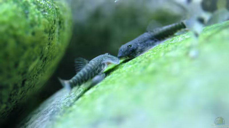 Besatz im Aquarium Me equivocaria otra vez II von lomarraco (42)