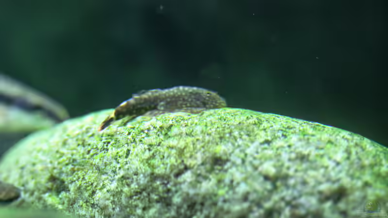 Besatz im Aquarium Me equivocaria otra vez II von lomarraco (44)