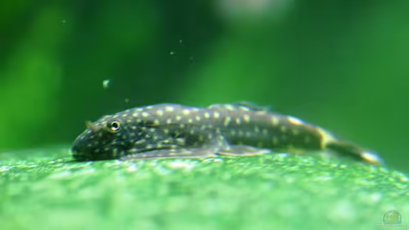 Besatz im Aquarium Me equivocaria otra vez II von lomarraco (45)