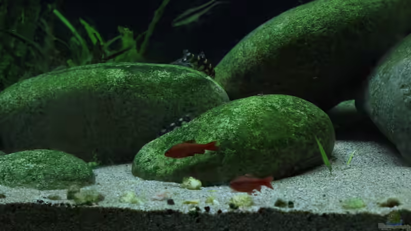 Besatz im Aquarium Me equivocaria otra vez II von lomarraco (46)