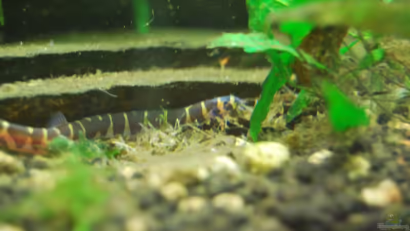 Besatz im Aquarium Me equivocaria otra vez von lomarraco (59)